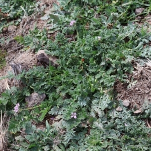 Erodium cicutarium at Strathnairn, ACT - 18 Aug 2024 10:52 AM