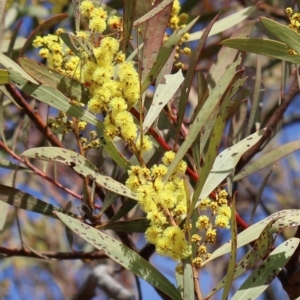 Acacia rubida at Strathnairn, ACT - 18 Aug 2024