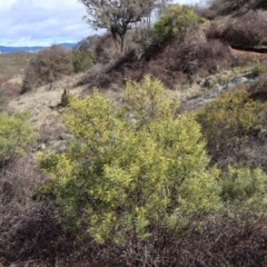 Acacia rubida at Strathnairn, ACT - 18 Aug 2024