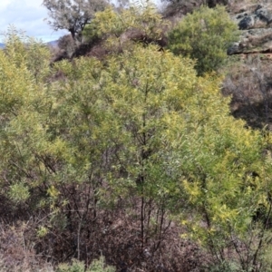 Acacia rubida at Strathnairn, ACT - 18 Aug 2024