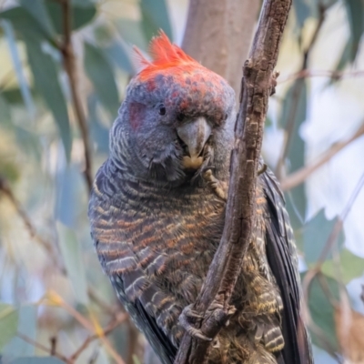 Callocephalon fimbriatum (Gang-gang Cockatoo) at Conder, ACT - 17 Aug 2024 by ReeniRooMartinez