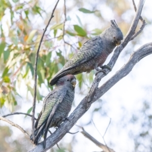 Callocephalon fimbriatum at Conder, ACT - 18 Aug 2024