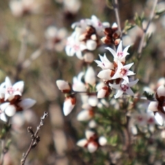 Cryptandra speciosa subsp. speciosa (Silky Cryptandra) at Strathnairn, ACT - 18 Aug 2024 by Clarel