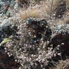 Cryptandra speciosa subsp. speciosa at Strathnairn, ACT - 18 Aug 2024 10:17 AM