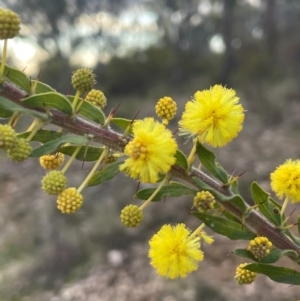 Acacia paradoxa at Campbell, ACT - 18 Aug 2024 04:10 PM