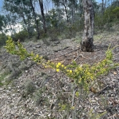 Acacia paradoxa at Campbell, ACT - 18 Aug 2024 04:10 PM