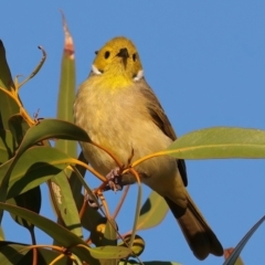 Ptilotula penicillata (White-plumed Honeyeater) at Sunset Beach, WA - 13 Apr 2024 by jb2602