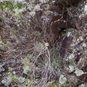 Malurus cyaneus at Strathnairn, ACT - 18 Aug 2024