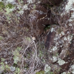 Malurus cyaneus at Strathnairn, ACT - 18 Aug 2024