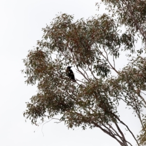 Corvus coronoides at Strathnairn, ACT - 18 Aug 2024 01:24 PM