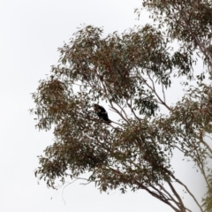 Corvus coronoides at Strathnairn, ACT - 18 Aug 2024 01:24 PM