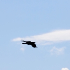 Corvus coronoides at Strathnairn, ACT - 18 Aug 2024 01:24 PM