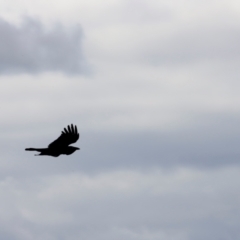 Corvus coronoides at Strathnairn, ACT - 18 Aug 2024 01:24 PM