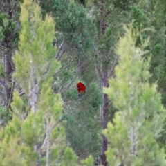 Platycercus elegans (Crimson Rosella) at Strathnairn, ACT - 18 Aug 2024 by JimL