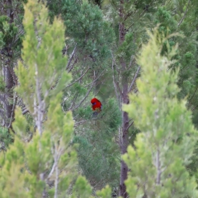 Platycercus elegans (Crimson Rosella) at Strathnairn, ACT - 18 Aug 2024 by JimL