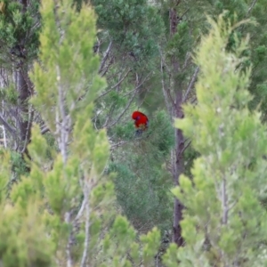 Platycercus elegans at Strathnairn, ACT - 18 Aug 2024 01:31 PM