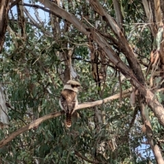 Dacelo novaeguineae (Laughing Kookaburra) at Kaleen, ACT - 18 Aug 2024 by mroseby