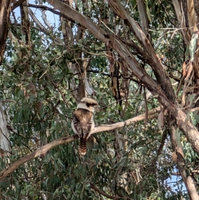 Dacelo novaeguineae (Laughing Kookaburra) at Kaleen, ACT - 18 Aug 2024 by mroseby