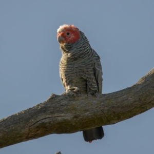 Callocephalon fimbriatum (identifiable birds) at Cook, ACT - 18 Aug 2024