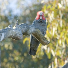 Callocephalon fimbriatum (identifiable birds) at Cook, ACT - 18 Aug 2024