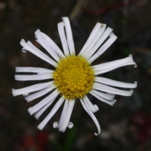 Allittia uliginosa at Anglesea, VIC - 17 Sep 2022