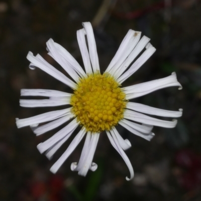 Allittia uliginosa (Wet-heath Daisy) at Anglesea, VIC - 17 Sep 2022 by WendyEM