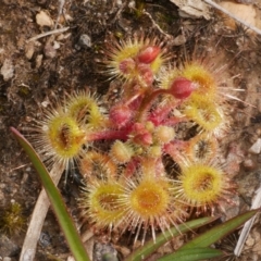 Drosera glanduligera (Common Scarlet Sundew, Pimpernel Sundew) at Anglesea, VIC - 17 Sep 2022 by WendyEM