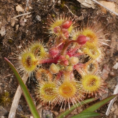 Drosera glanduligera (Common Scarlet Sundew, Pimpernel Sundew) at Anglesea, VIC - 17 Sep 2022 by WendyEM