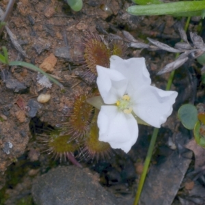 Drosera abberans at Anglesea, VIC - 17 Sep 2022 04:27 PM