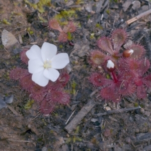 Drosera abberans at Anglesea, VIC - 17 Sep 2022