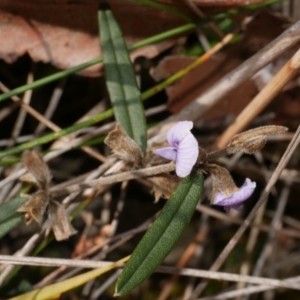 Hovea heterophylla at Anglesea, VIC - 17 Sep 2022 04:31 PM