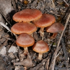 Unverified Cap on a stem; gills below cap [mushrooms or mushroom-like] at Anglesea, VIC - 17 Sep 2022 by WendyEM