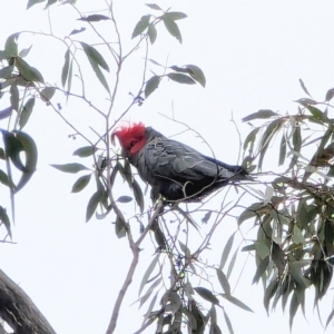 Callocephalon fimbriatum at Mount Werong, NSW - 18 Aug 2024