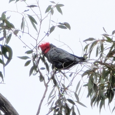 Callocephalon fimbriatum (Gang-gang Cockatoo) at Mount Werong, NSW - 18 Aug 2024 by ScottandMandy