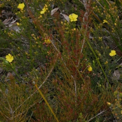 Hibbertia riparia (Erect Guinea-flower) at Anglesea, VIC - 17 Sep 2022 by WendyEM