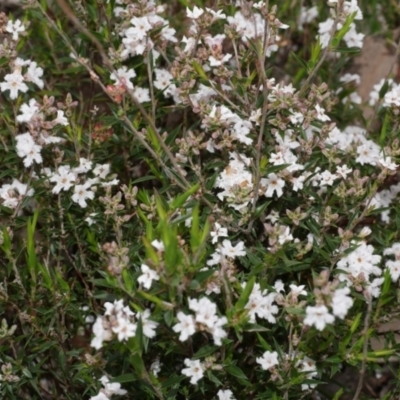Unverified Other Wildflower or Herb at Anglesea, VIC - 17 Sep 2022 by WendyEM