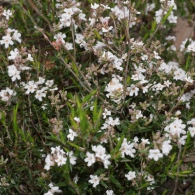 Unidentified Other Wildflower or Herb at Anglesea, VIC - 17 Sep 2022 by WendyEM