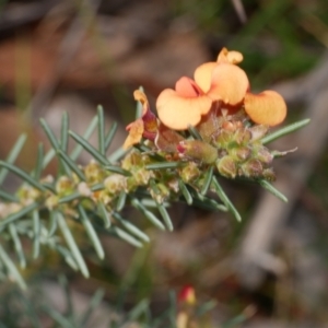 Dillwynia sericea at Anglesea, VIC - 17 Sep 2022