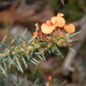 Dillwynia sericea at Anglesea, VIC - 17 Sep 2022 03:21 PM