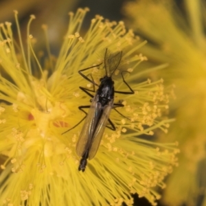 Chironomidae (family) at Florey, ACT - 18 Aug 2024 11:59 AM