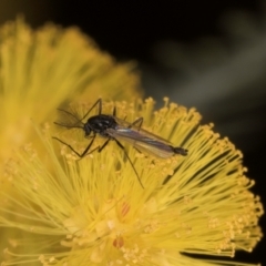 Chironomidae (family) at Florey, ACT - 18 Aug 2024 11:59 AM