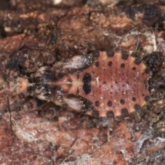 Aradidae sp. (family) at Belconnen, ACT - 18 Aug 2024 by kasiaaus