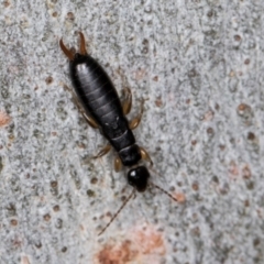 Unidentified Earwig (Dermaptera) at Florey, ACT - 18 Aug 2024 by kasiaaus