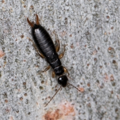 Anisolabididae (family) (Unidentified wingless earwig) at Florey, ACT - 18 Aug 2024 by kasiaaus