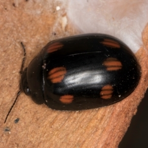 Paropsisterna octosignata at Evatt, ACT - 18 Aug 2024 12:16 PM