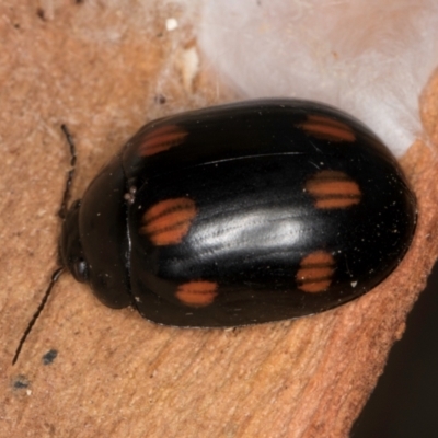 Paropsisterna octosignata (Eucalyptus leaf beetle) at Evatt, ACT - 18 Aug 2024 by kasiaaus