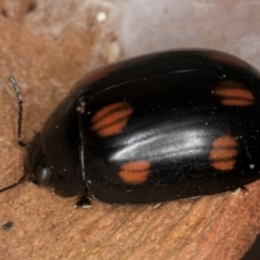 Paropsisterna octosignata at Evatt, ACT - 18 Aug 2024 12:16 PM