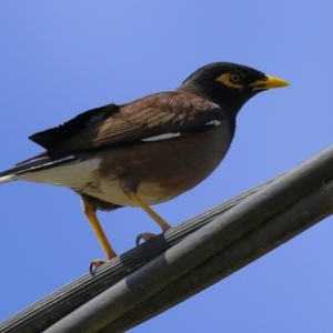 Acridotheres tristis at Hume, ACT - 18 Aug 2024