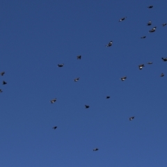 Acridotheres tristis at Hume, ACT - 18 Aug 2024