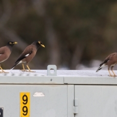 Acridotheres tristis at Hume, ACT - 18 Aug 2024